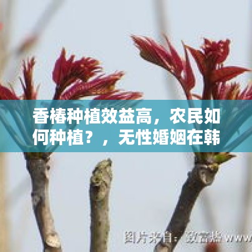 香椿种植效益高，农民如何种植？，无性婚姻在韩国普遍