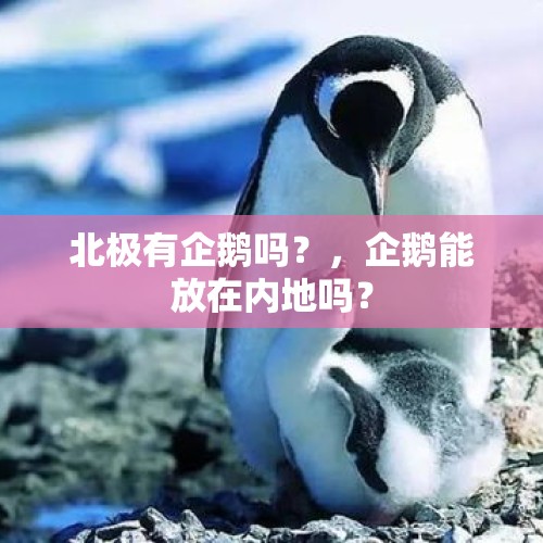 北极有企鹅吗？，企鹅能放在内地吗？