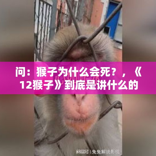 问：猴子为什么会死？，《12猴子》到底是讲什么的?完全没看懂？