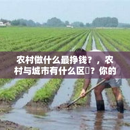 农村做什么最挣钱？，农村与城市有什么区別？你的家乡农村有好的致富经济带头人吗？