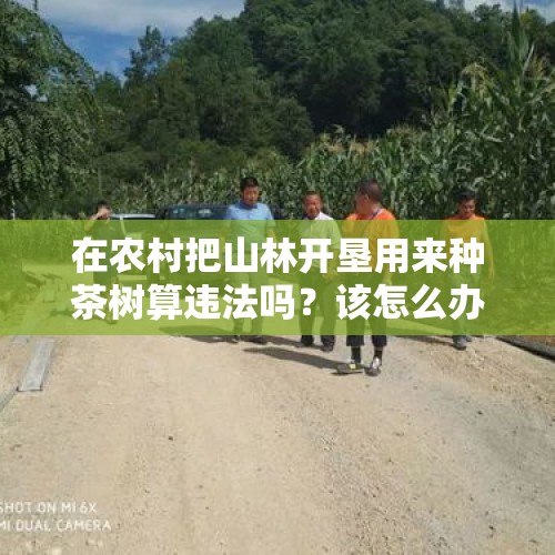 在农村把山林开垦用来种茶树算违法吗？该怎么办？，村主任开挖机撞村民