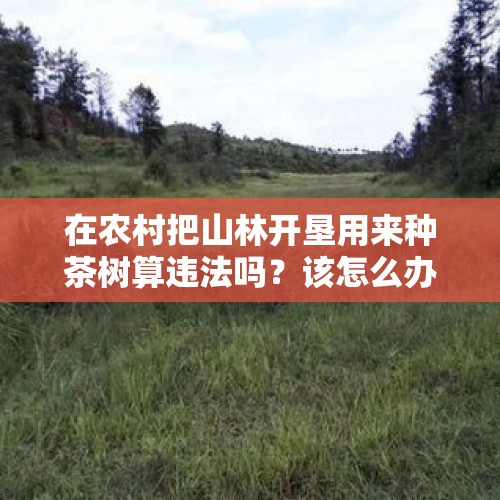 在农村把山林开垦用来种茶树算违法吗？该怎么办？，今年上半年的强降雨暴露出了很多农村的排涝问题，怎么解决？