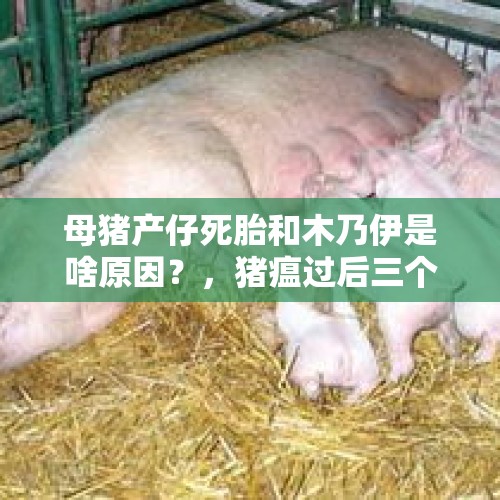 母猪产仔死胎和木乃伊是啥原因？，猪瘟过后三个月，泰迪住进产仔，小崽子陆续死亡，是非瘟的原因吗？