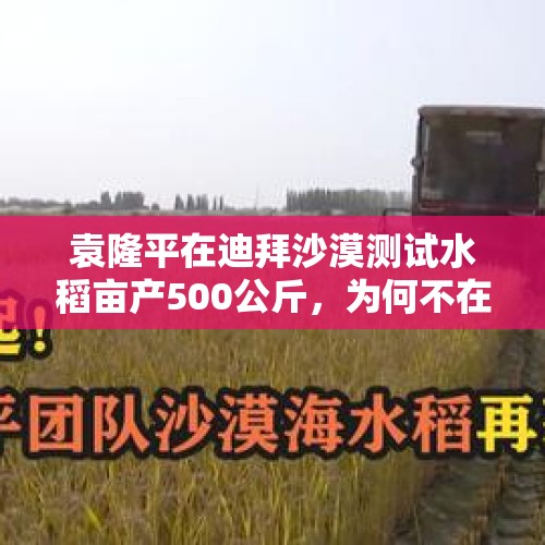 袁隆平在迪拜沙漠测试水稻亩产500公斤，为何不在中国沙漠测试呢？，沙漠水稻是怎么种植的？