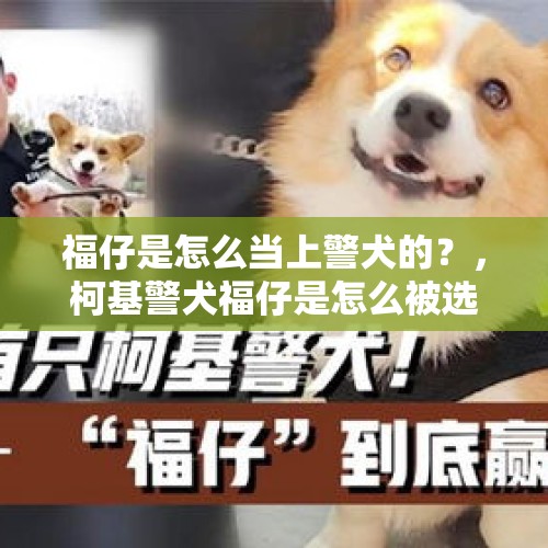 福仔是怎么当上警犬的？，柯基警犬福仔是怎么被选中的？