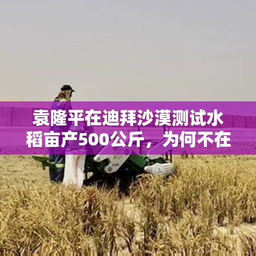 袁隆平在迪拜沙漠测试水稻亩产500公斤，为何不在中国沙漠测试呢？，新疆沙漠种出水稻