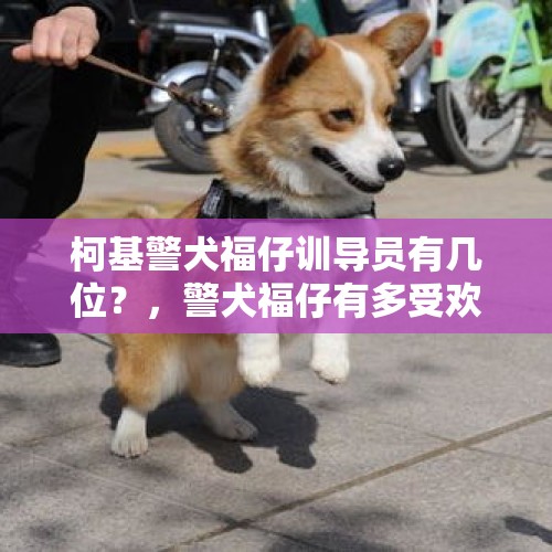 柯基警犬福仔训导员有几位？，警犬福仔有多受欢迎？