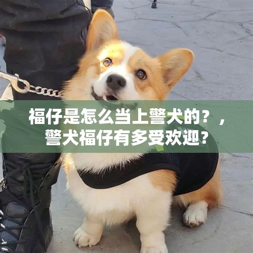 福仔是怎么当上警犬的？，警犬福仔有多受欢迎？