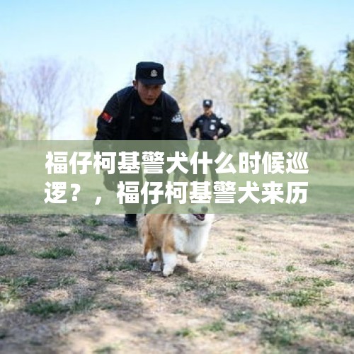 福仔柯基警犬什么时候巡逻？，福仔柯基警犬来历？