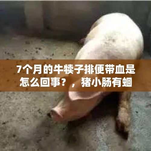 7个月的牛犊子排便带血是怎么回事？，猪小肠有蛔虫正常吗？