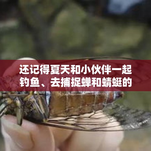 还记得夏天和小伙伴一起钓鱼、去捕捉蝉和蜻蜓的场景吗？能分享你夏天的趣事吗？，一村每周放30万蚊子