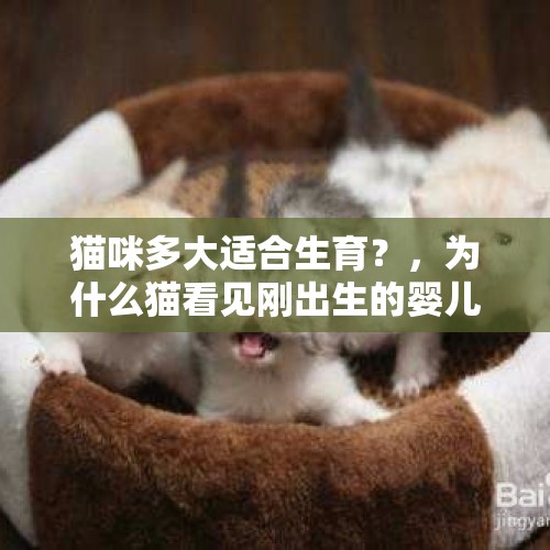 猫咪多大适合生育？，为什么猫看见刚出生的婴儿很惊讶？