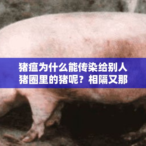 猪瘟为什么能传染给别人猪圈里的猪呢？相隔又那么远？为什么？，小说《创业史》的创业是什么意思？