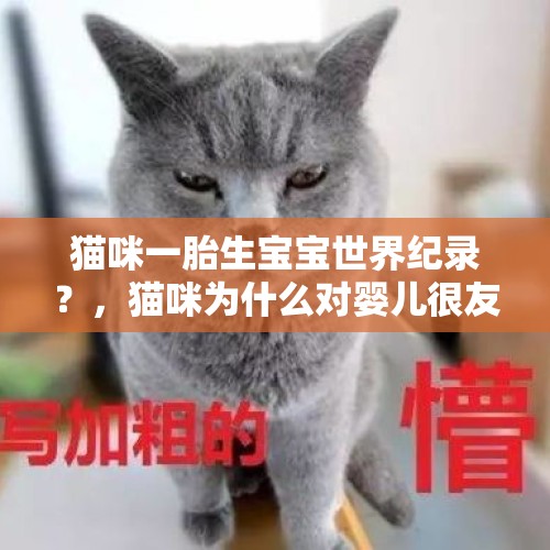 猫咪一胎生宝宝世界纪录？，猫咪为什么对婴儿很友好？