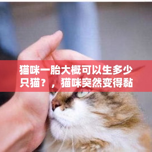 猫咪一胎大概可以生多少只猫？，猫咪突然变得黏人，突然变得喜欢叫是怎么回事？