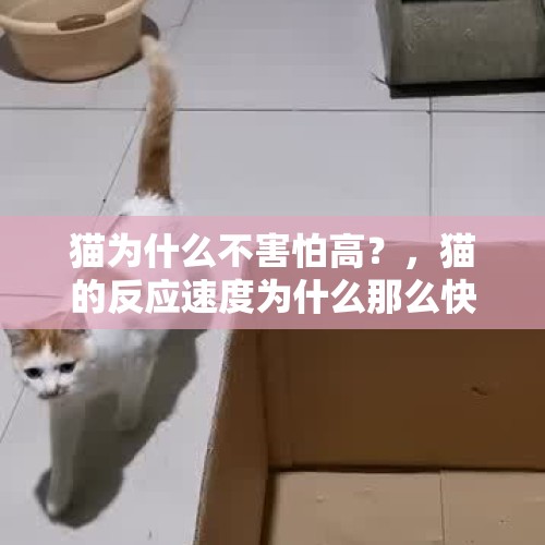 猫为什么不害怕高？，猫的反应速度为什么那么快？