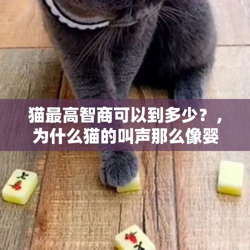 猫最高智商可以到多少？，为什么猫的叫声那么像婴儿？