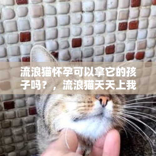 流浪猫怀孕可以拿它的孩子吗？，流浪猫天天上我家吃饭为什么有时候不会来？