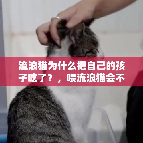 流浪猫为什么把自己的孩子吃了？，喂流浪猫会不会把一些毛病传给家里的猫？