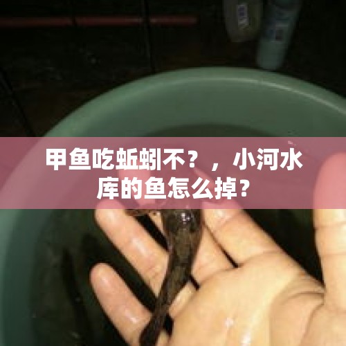 甲鱼吃蚯蚓不？，小河水库的鱼怎么掉？