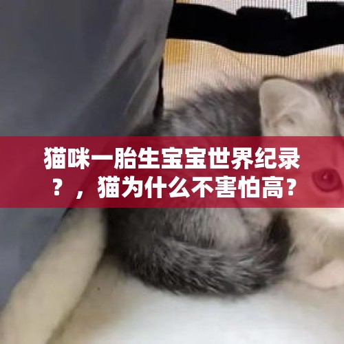 猫咪一胎生宝宝世界纪录？，猫为什么不害怕高？