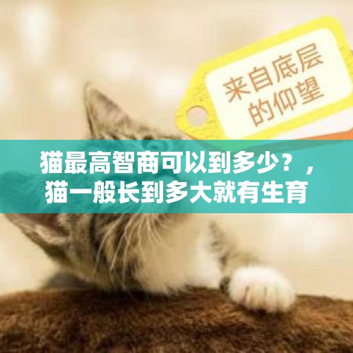 猫最高智商可以到多少？，猫一般长到多大就有生育能力？