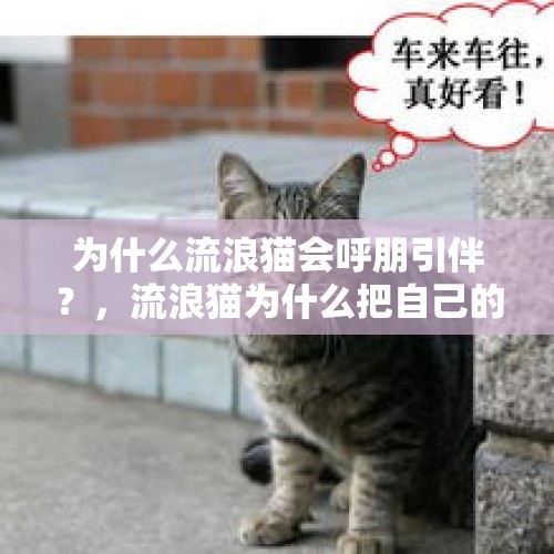 为什么流浪猫会呼朋引伴？，流浪猫为什么把自己的孩子吃了？