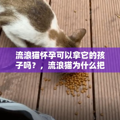 流浪猫怀孕可以拿它的孩子吗？，流浪猫为什么把自己的孩子吃了？