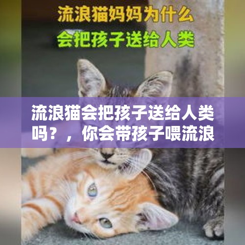 流浪猫会把孩子送给人类吗？，你会带孩子喂流浪猫吗？