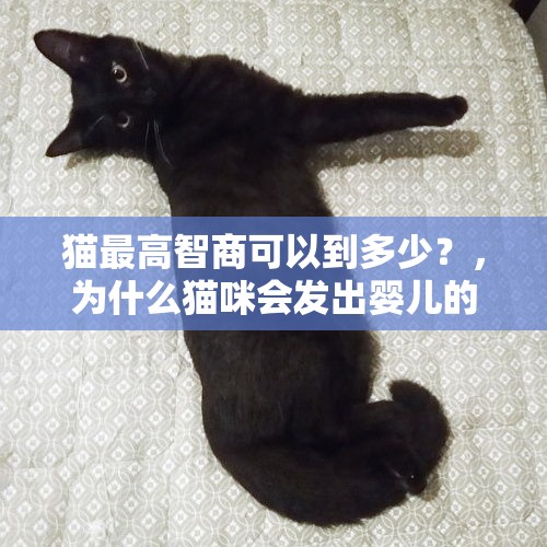 猫最高智商可以到多少？，为什么猫咪会发出婴儿的叫声？