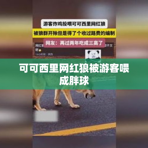 可可西里网红狼被游客喂成胖球