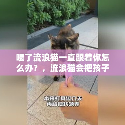 喂了流浪猫一直跟着你怎么办？，流浪猫会把孩子送给人类吗？