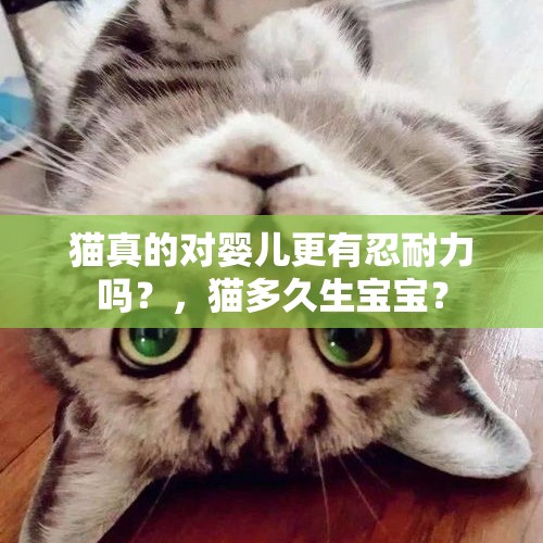 猫真的对婴儿更有忍耐力吗？，猫多久生宝宝？