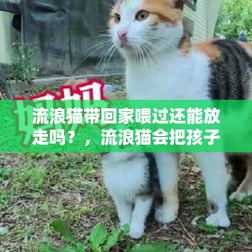 流浪猫带回家喂过还能放走吗？，流浪猫会把孩子送给人类吗？