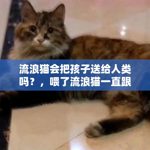 流浪猫会把孩子送给人类吗？，喂了流浪猫一直跟着你怎么办？