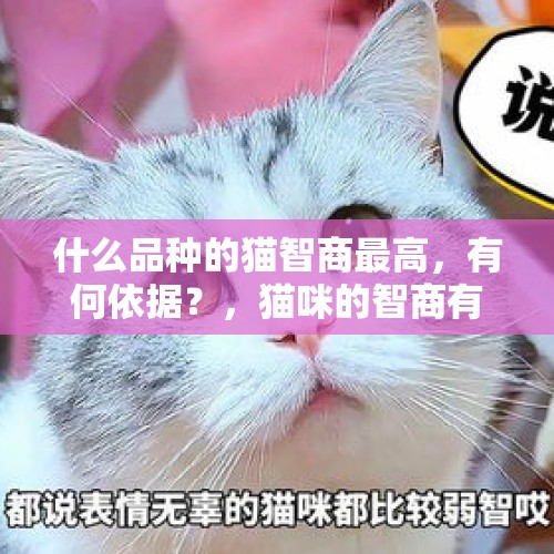 什么品种的猫智商最高，有何依据？，猫咪的智商有多高？