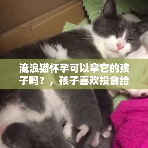 流浪猫怀孕可以拿它的孩子吗？，孩子喜欢投食给流浪猫，我该支持还是反对？