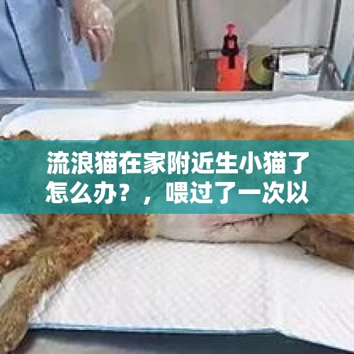 流浪猫在家附近生小猫了怎么办？，喂过了一次以后流浪猫每天放学都看到它在我家楼下等，该怎么办？