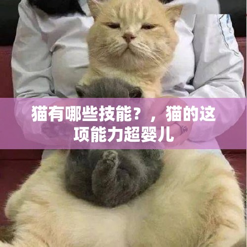 猫有哪些技能？，猫的这项能力超婴儿