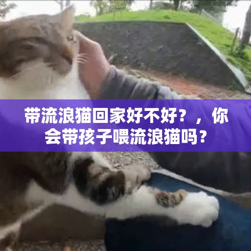 带流浪猫回家好不好？，你会带孩子喂流浪猫吗？