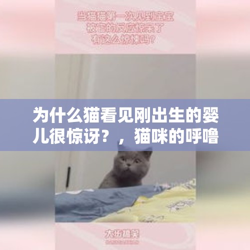 为什么猫看见刚出生的婴儿很惊讶？，猫咪的呼噜声能缓解宝宝的落地醒吗？