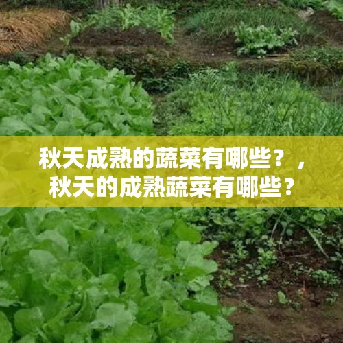 秋天成熟的蔬菜有哪些？，秋天的成熟蔬菜有哪些？