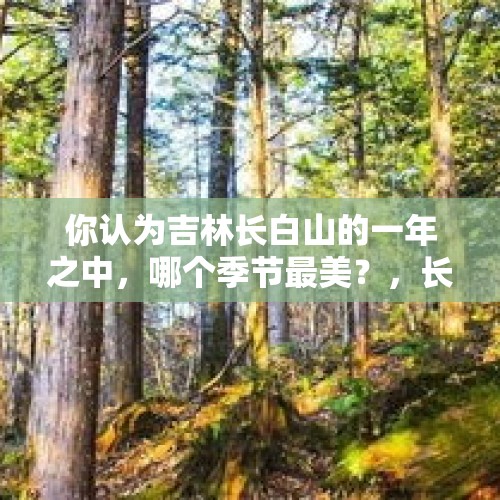 你认为吉林长白山的一年之中，哪个季节最美？，长白山现珍稀古树群