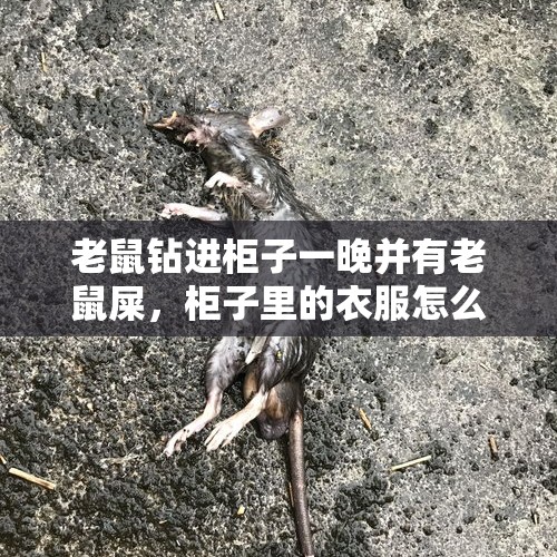 老鼠钻进柜子一晚并有老鼠屎，柜子里的衣服怎么办？，老鼠除了会钻进空调内机，也会进入空调外机吗？或者咬外机的电缆电线什么的吗？怎么预防呢？