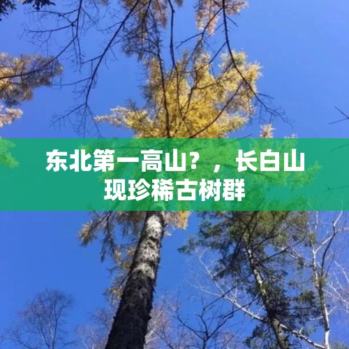 东北第一高山？，长白山现珍稀古树群