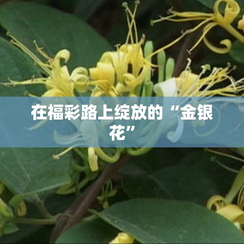 在福彩路上绽放的“金银花”