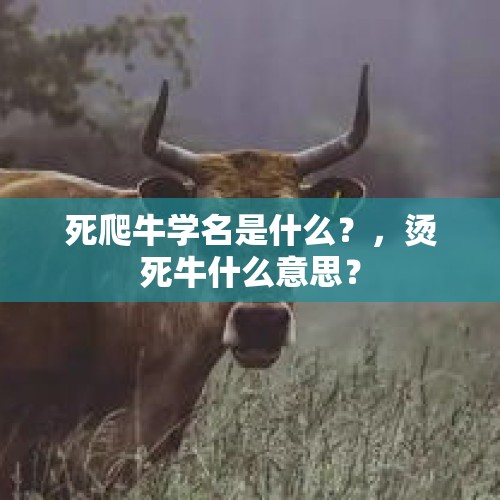 死爬牛学名是什么？，烫死牛什么意思？