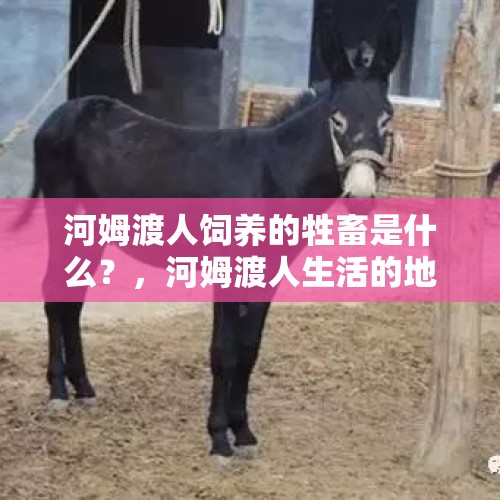 河姆渡人饲养的牲畜是什么？，河姆渡人生活的地区有大象吗？