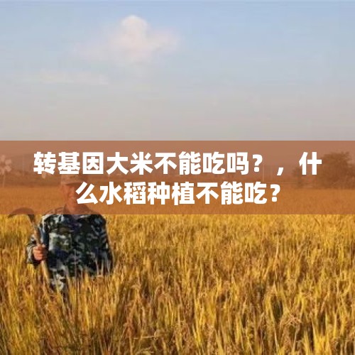 转基因大米不能吃吗？，什么水稻种植不能吃？