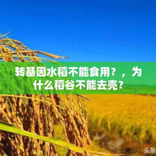 转基因水稻不能食用？，为什么稻谷不能去壳？